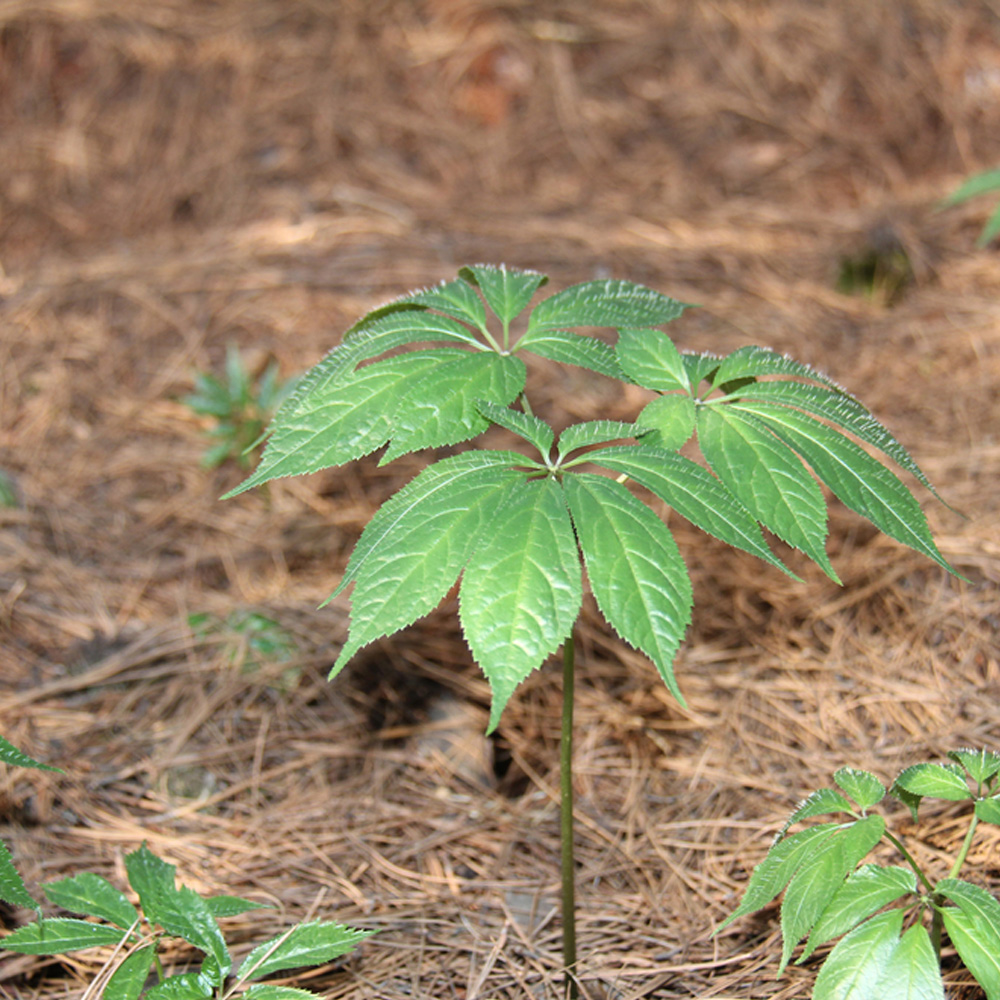 昆明站完成全面評估：三七農藥殘留處于安全級別，不會對消費者造成健康威脅